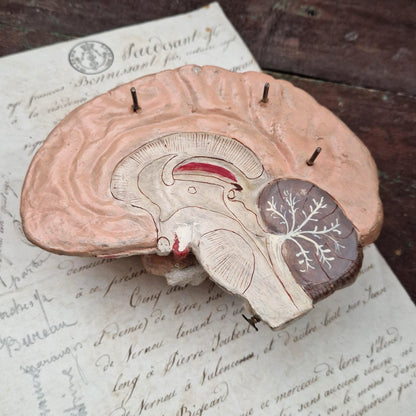 Rare modèle anatomique de cerveau humain, vers 1900