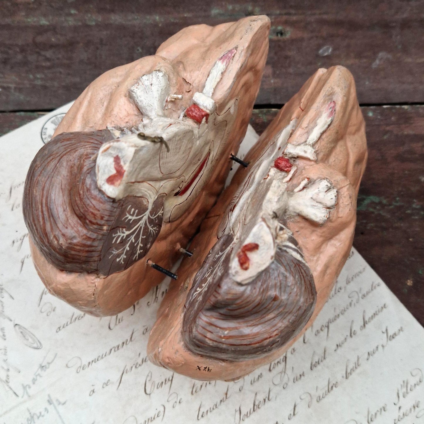 Rare modèle anatomique de cerveau humain, vers 1900