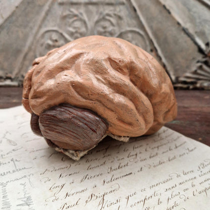 Rare modèle anatomique de cerveau humain, vers 1900