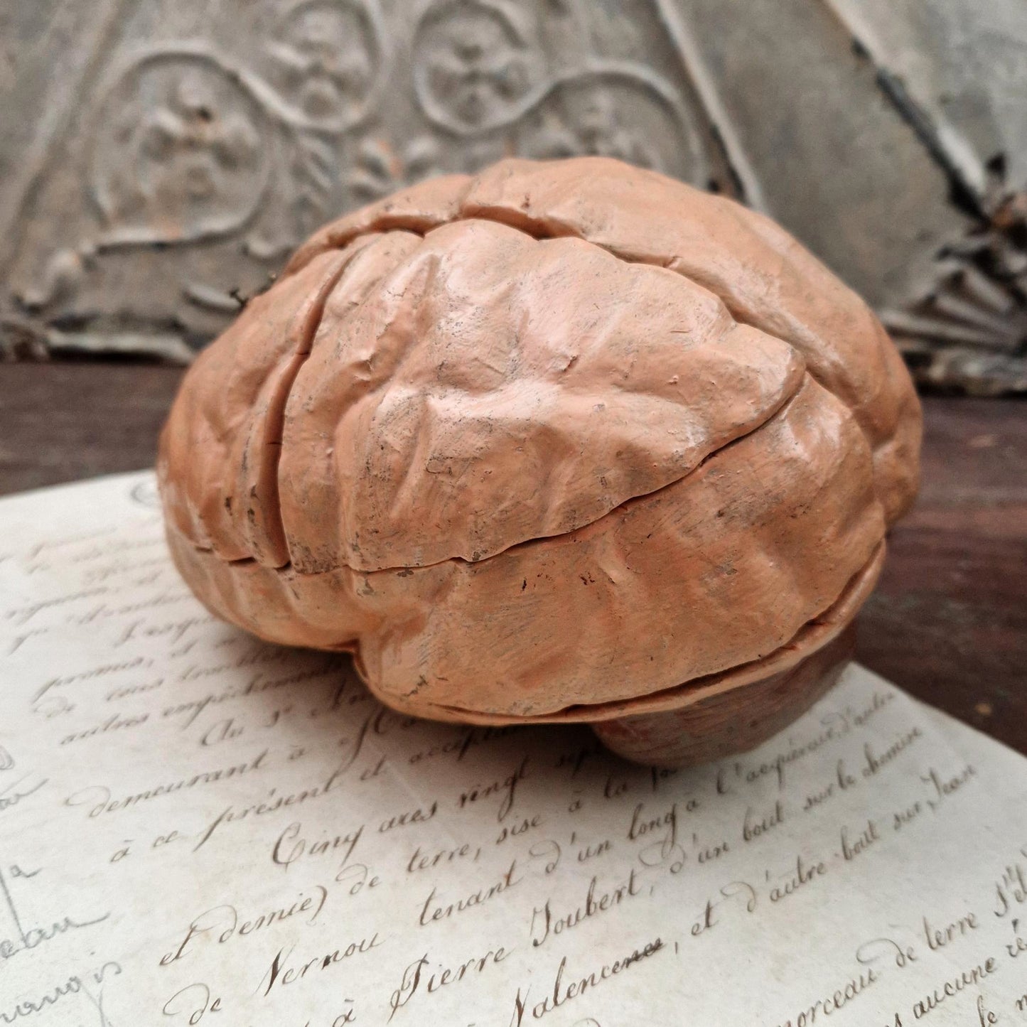 Rare modèle anatomique de cerveau humain, vers 1900