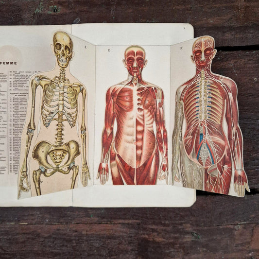 Atlas anatomique du Docteur Vernon - Livre à systèmes