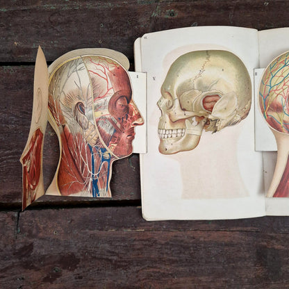 Atlas anatomique du Docteur Vernon - Livre à systèmes