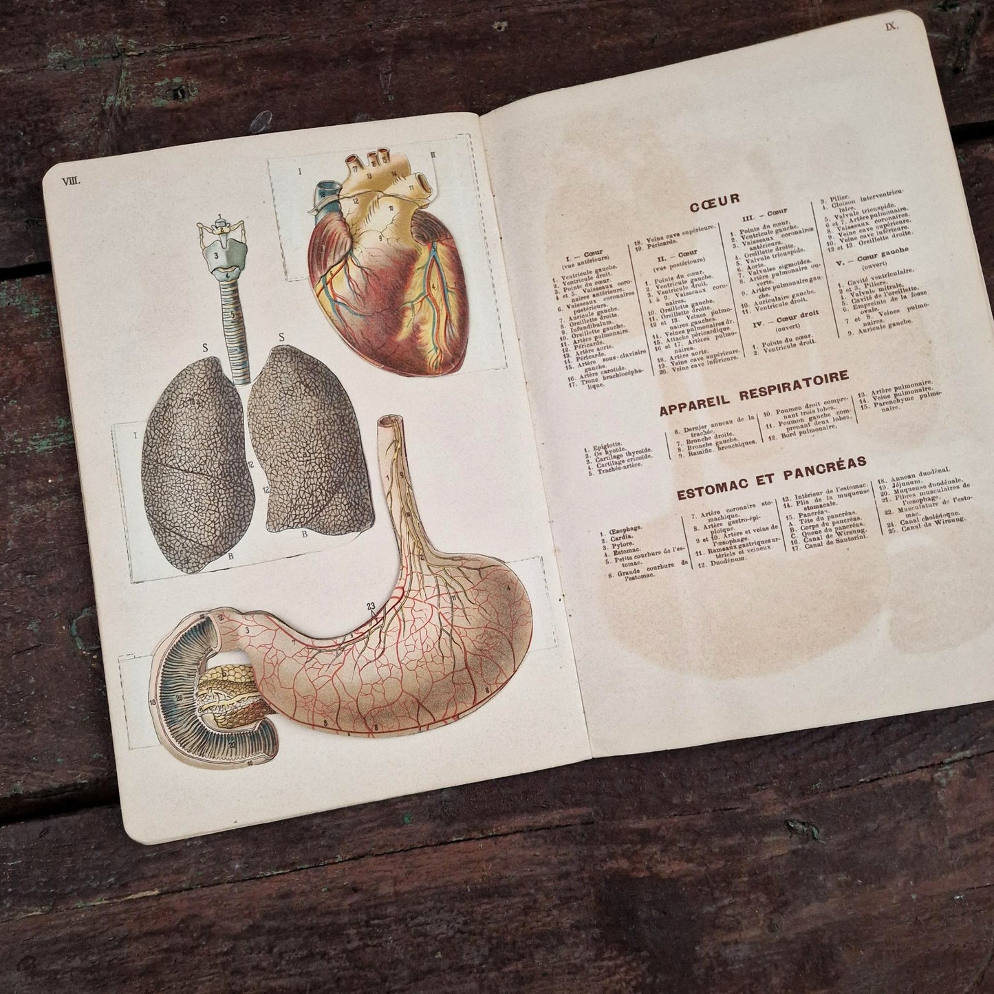 Atlas anatomique du Docteur Vernon - Livre à systèmes