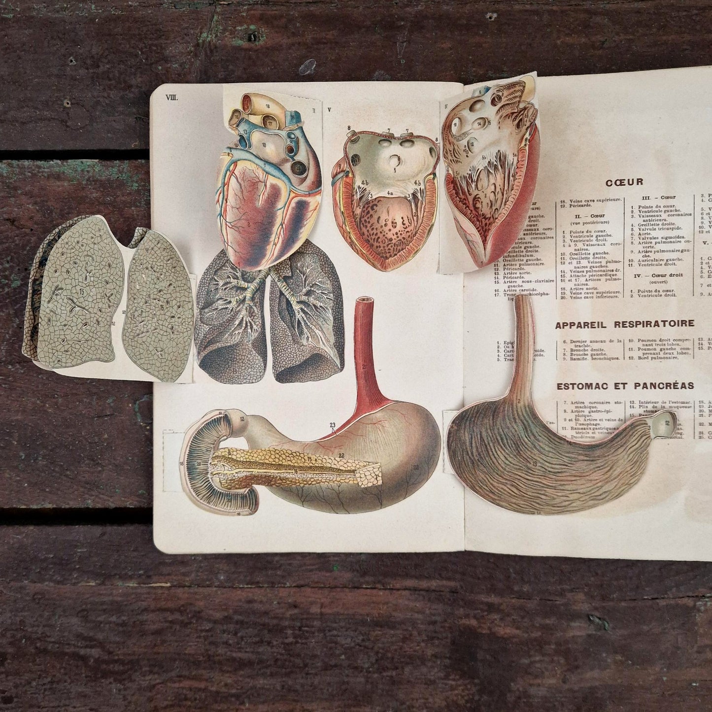 Atlas anatomique du Docteur Vernon - Livre à systèmes