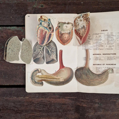 Atlas anatomique du Docteur Vernon - Livre à systèmes