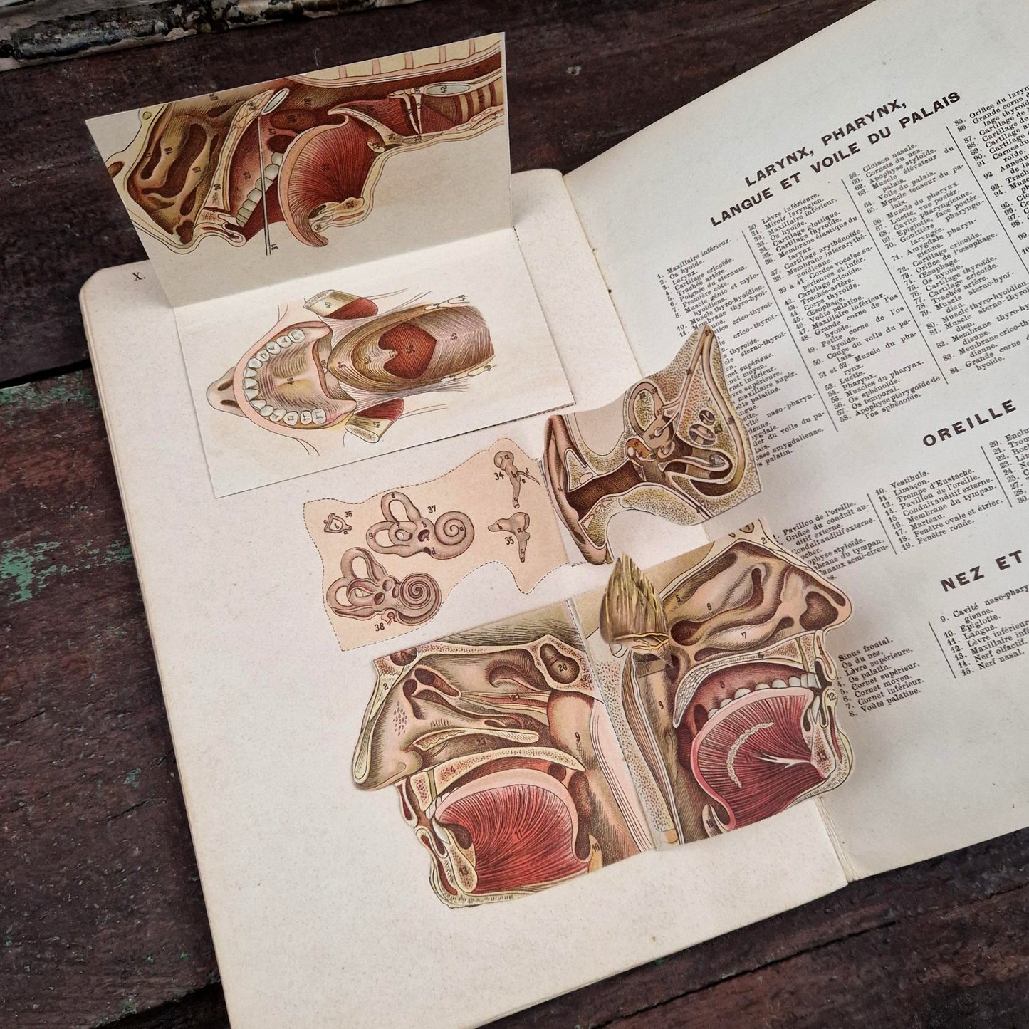 Atlas anatomique du Docteur Vernon - Livre à systèmes