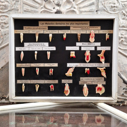 Ancien tableau pédagogique des maladies dentaires, dents en relief