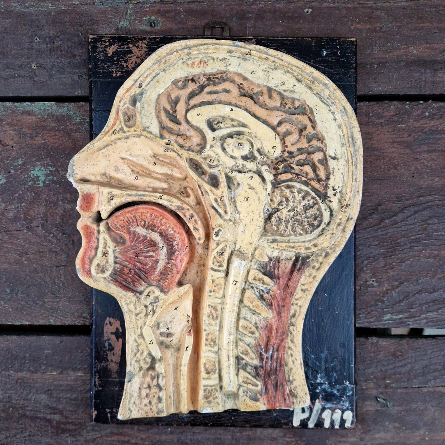 Ancien modèle anatomique de tête humaine - coupe sagittale