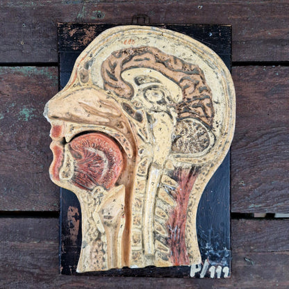 Ancien modèle anatomique de tête humaine - coupe sagittale