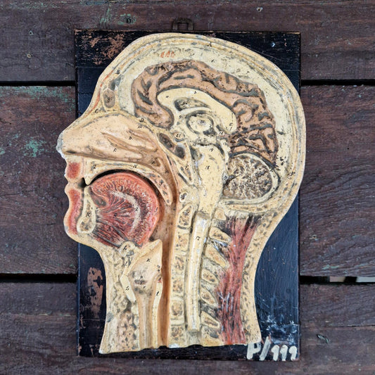 Ancien modèle anatomique de tête humaine - coupe sagittale