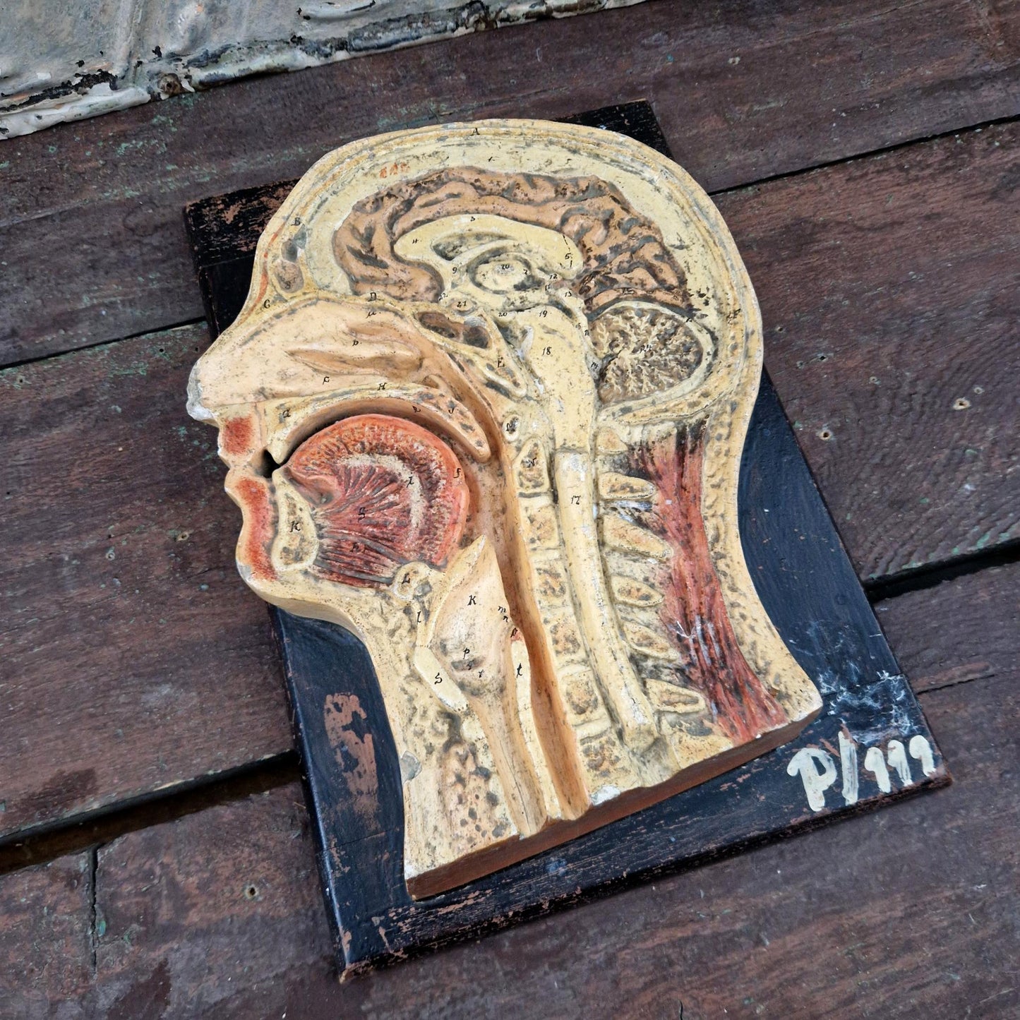 Ancien modèle anatomique de tête humaine - coupe sagittale