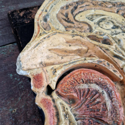Ancien modèle anatomique de tête humaine - coupe sagittale