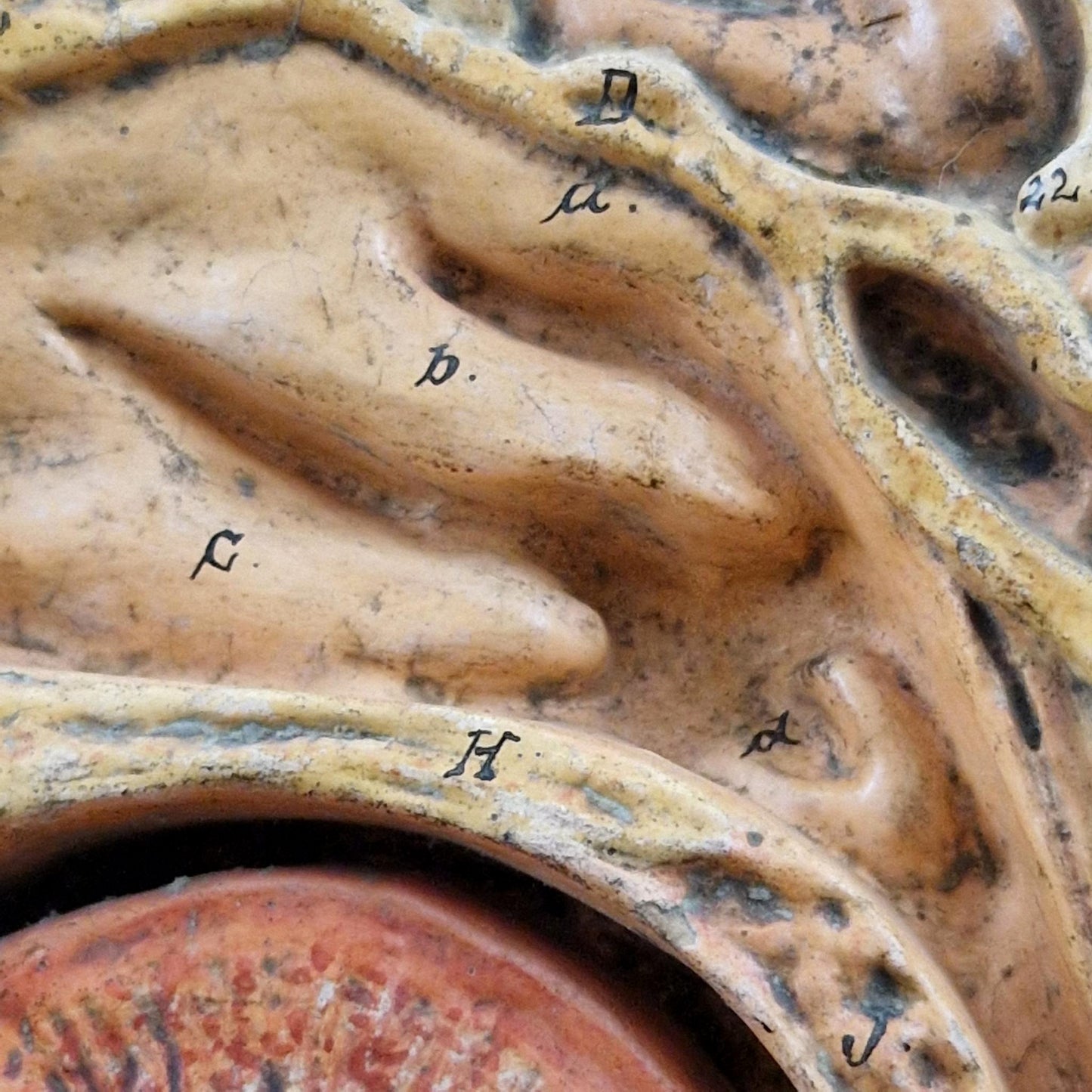 Ancien modèle anatomique de tête humaine - coupe sagittale