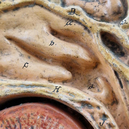 Ancien modèle anatomique de tête humaine - coupe sagittale