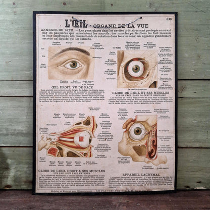 Planche anatomique Deyrolle « L’Œil - Organe de la Vue »
