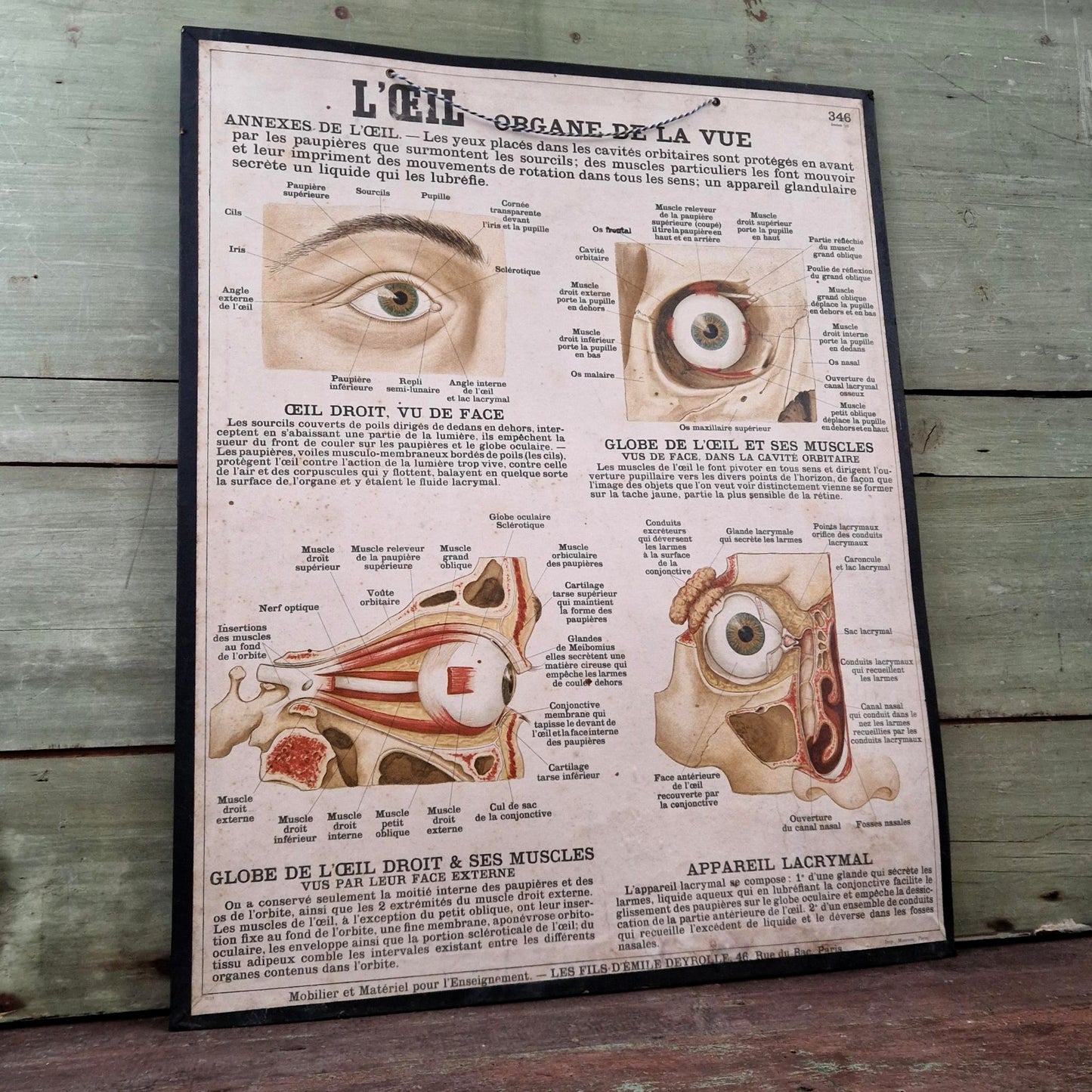 Planche anatomique Deyrolle « L’Œil - Organe de la Vue »
