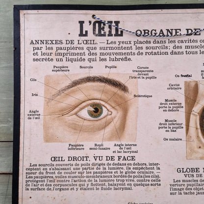 Planche anatomique Deyrolle « L’Œil - Organe de la Vue »