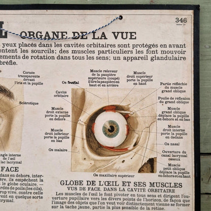 Planche anatomique Deyrolle « L’Œil - Organe de la Vue »
