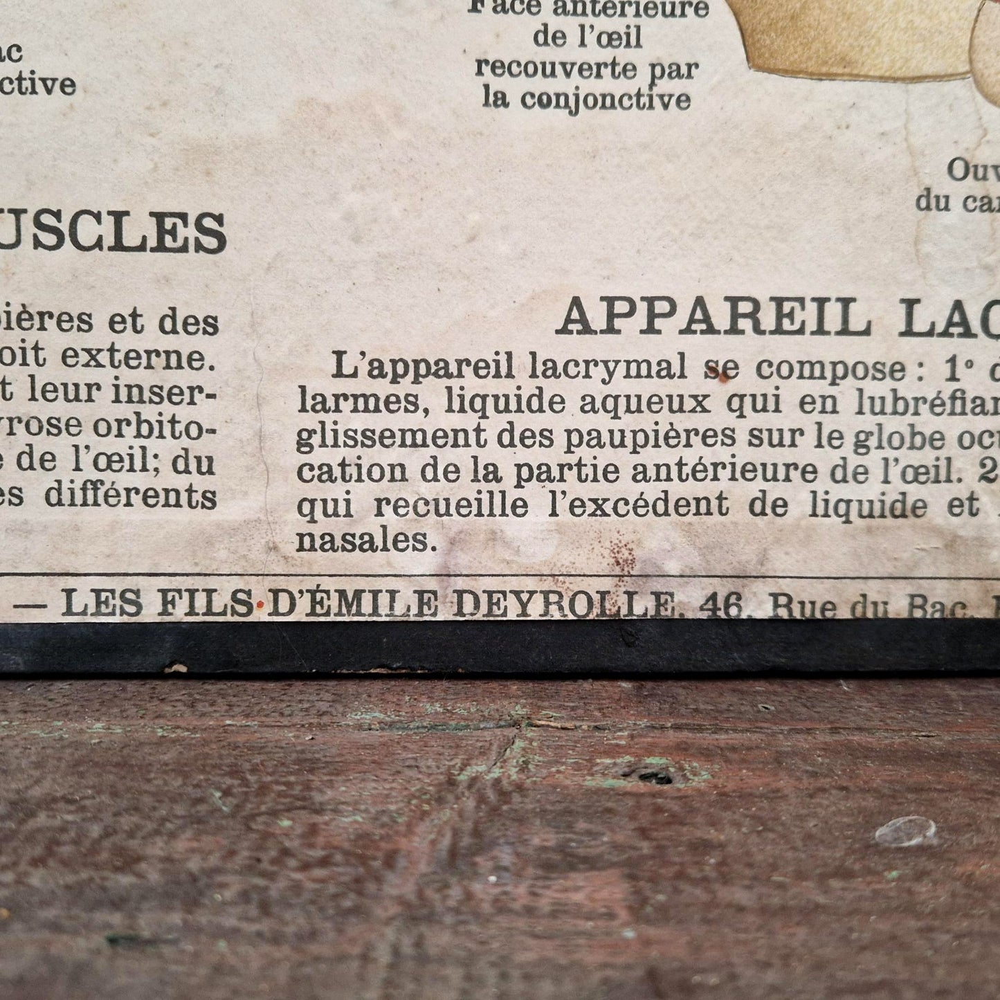 Planche anatomique Deyrolle « L’Œil - Organe de la Vue »