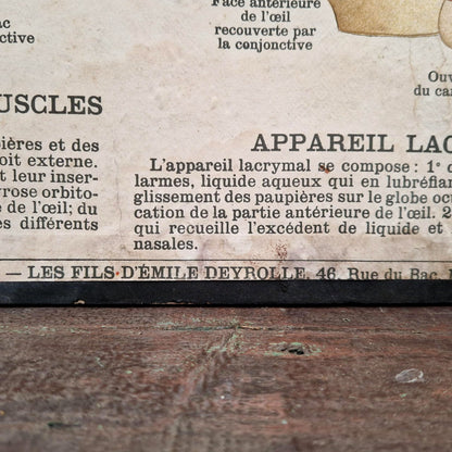 Planche anatomique Deyrolle « L’Œil - Organe de la Vue »