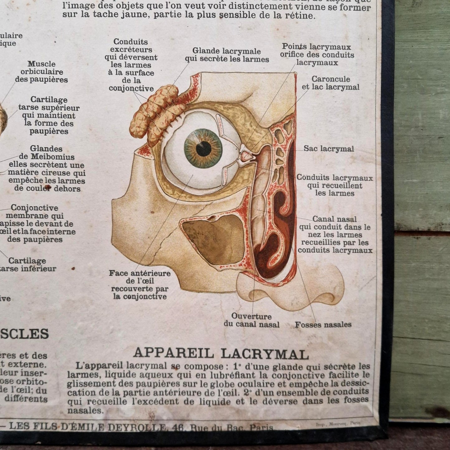 Planche anatomique Deyrolle « L’Œil - Organe de la Vue »