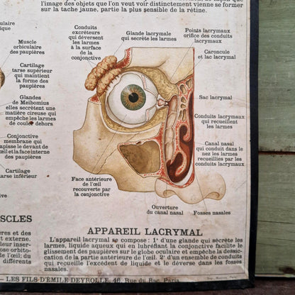 Planche anatomique Deyrolle « L’Œil - Organe de la Vue »