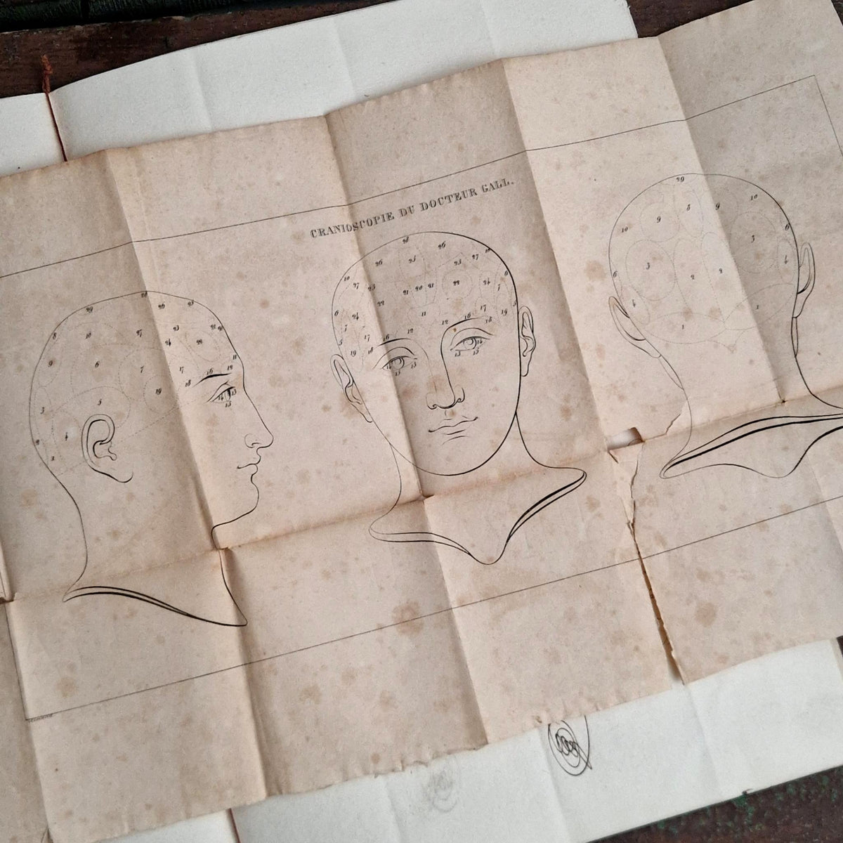 Rare Livre Cranologie du Docteur Gall - 1828
