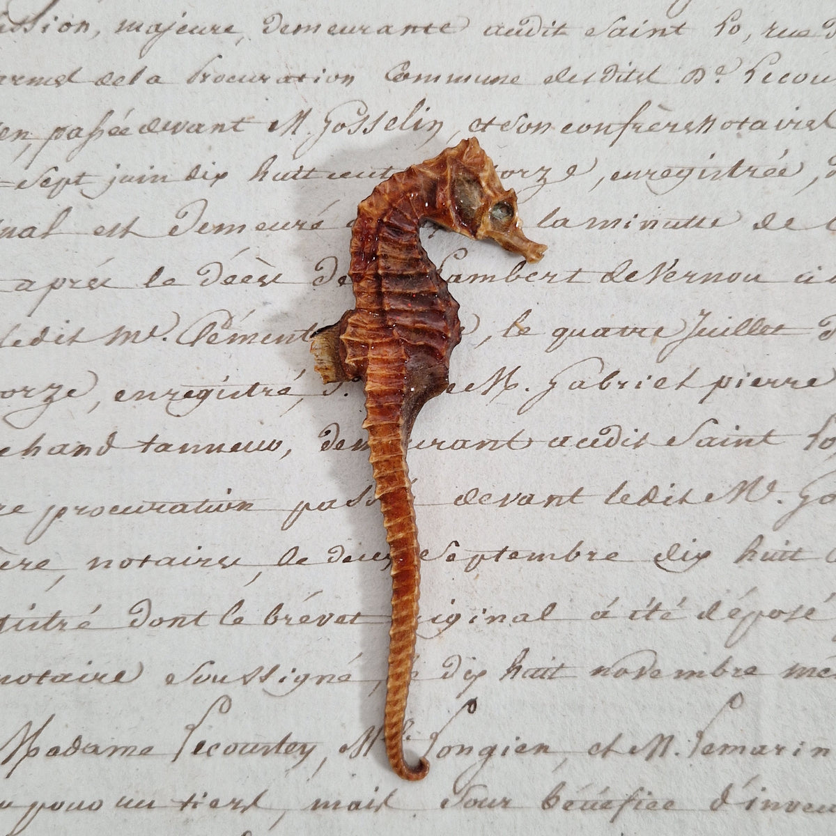 Ancien hippocampe naturalisé séché - Curiosité