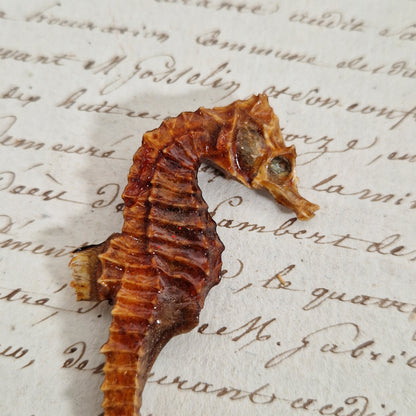 Ancien hippocampe naturalisé séché - Curiosité