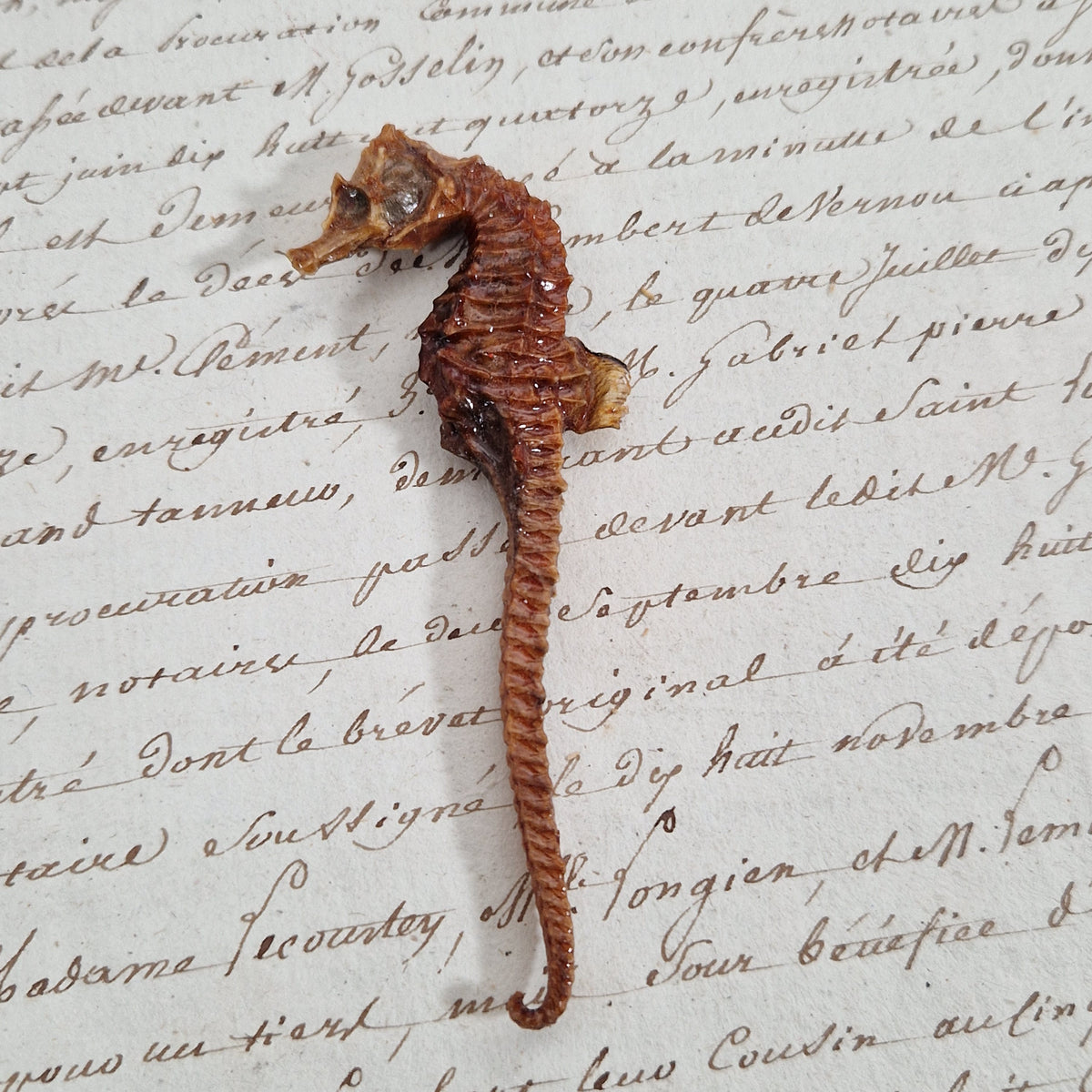 Ancien hippocampe naturalisé séché - Curiosité