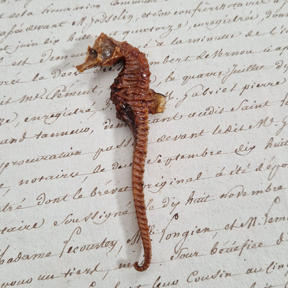 Ancien hippocampe naturalisé séché - Curiosité
