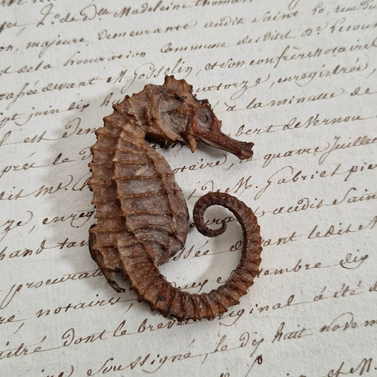 Curiosité - Hippocampe naturalisé séché