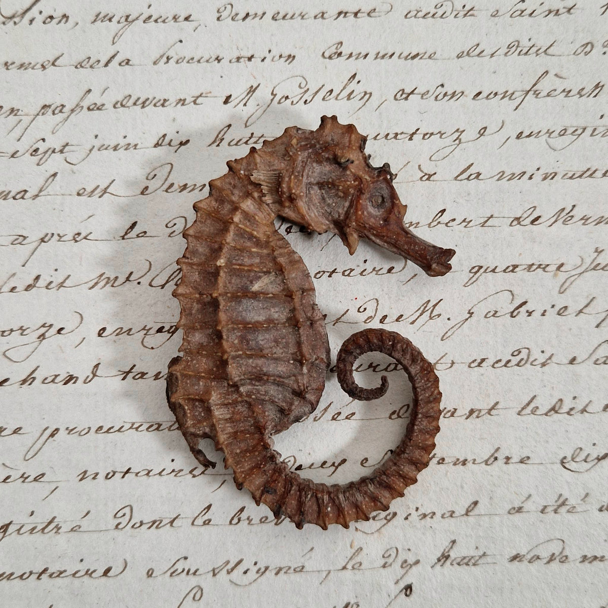 Curiosité - Hippocampe naturalisé séché