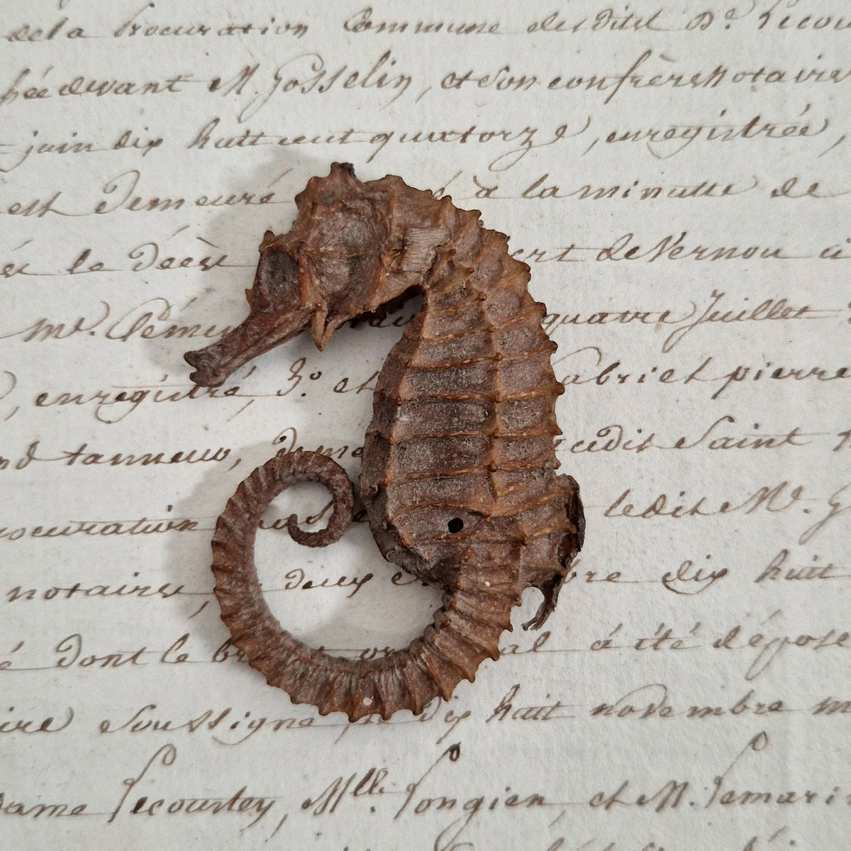 Curiosité - Hippocampe naturalisé séché