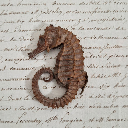 Curiosité - Hippocampe naturalisé séché