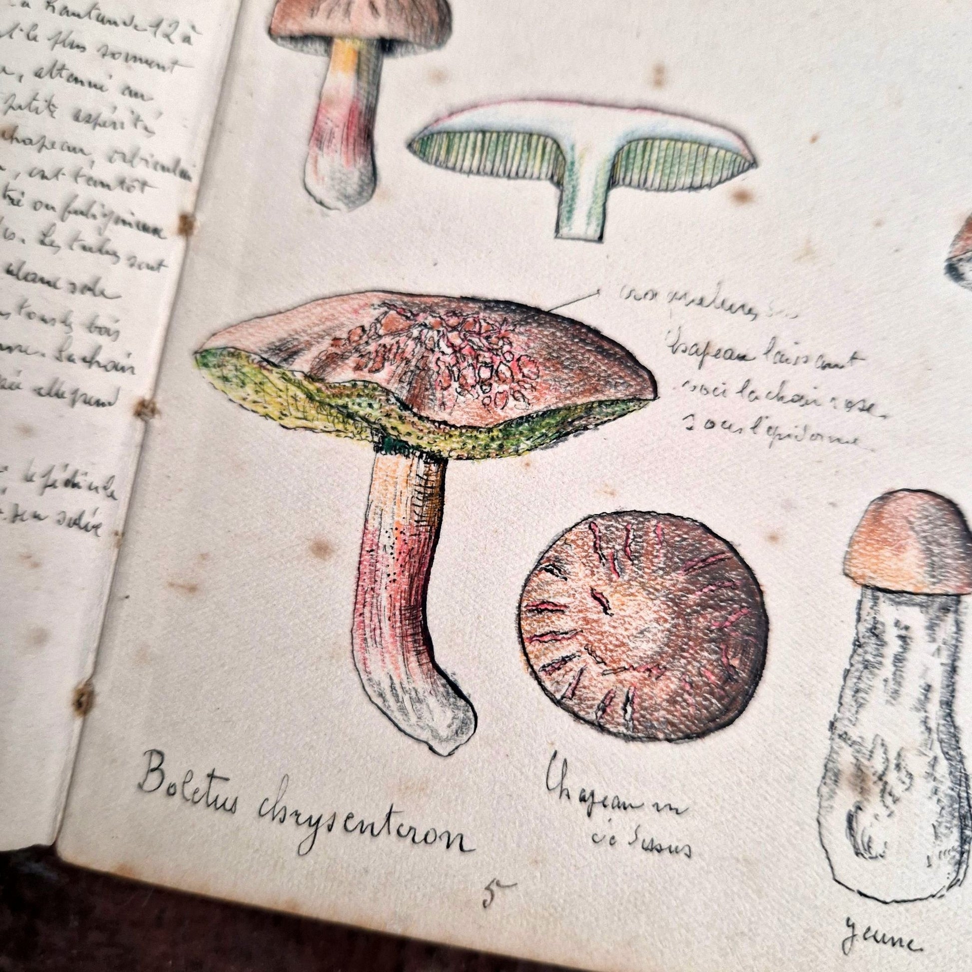 album de champignons tranchées argonne