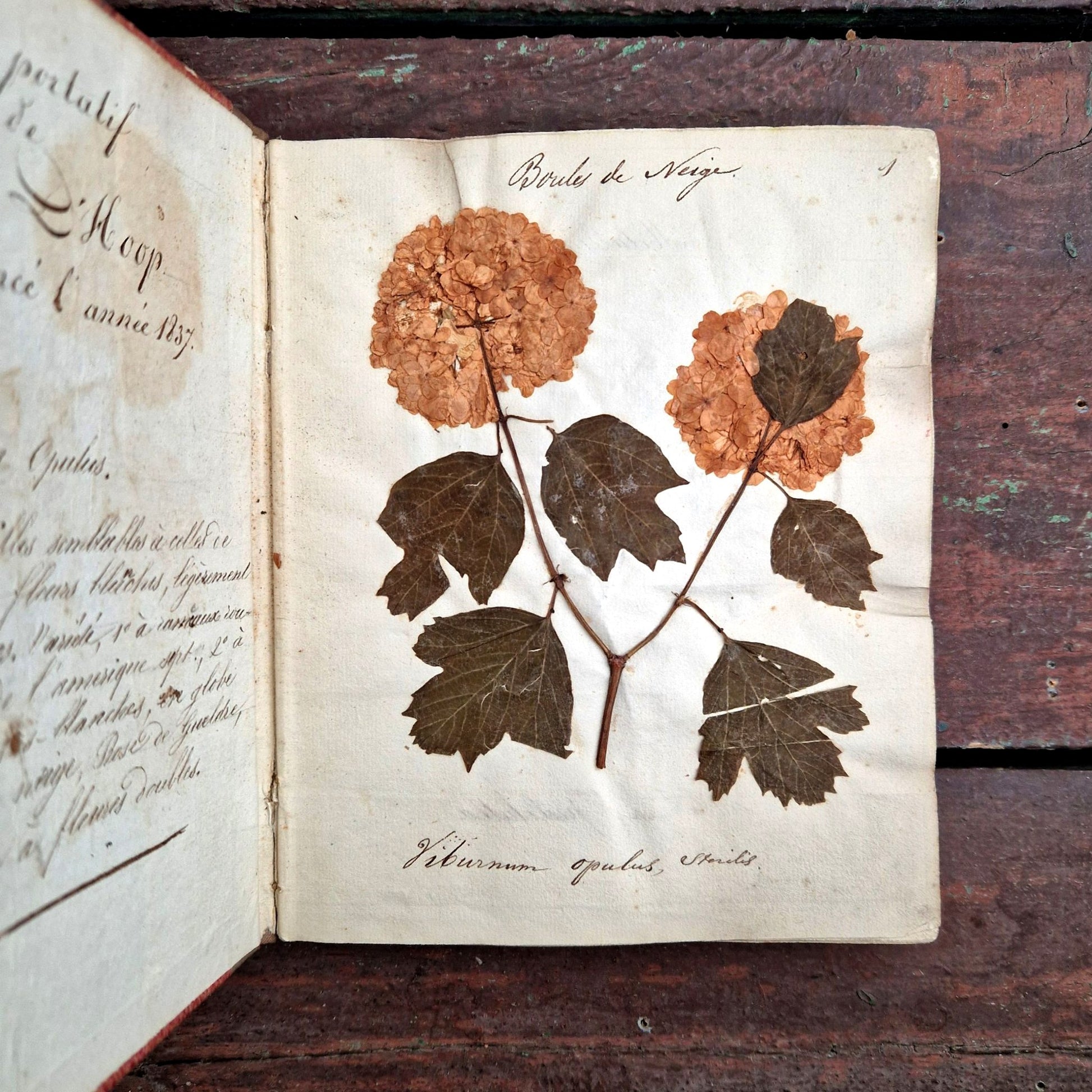 album de fleurs séchées, écriture ancienne