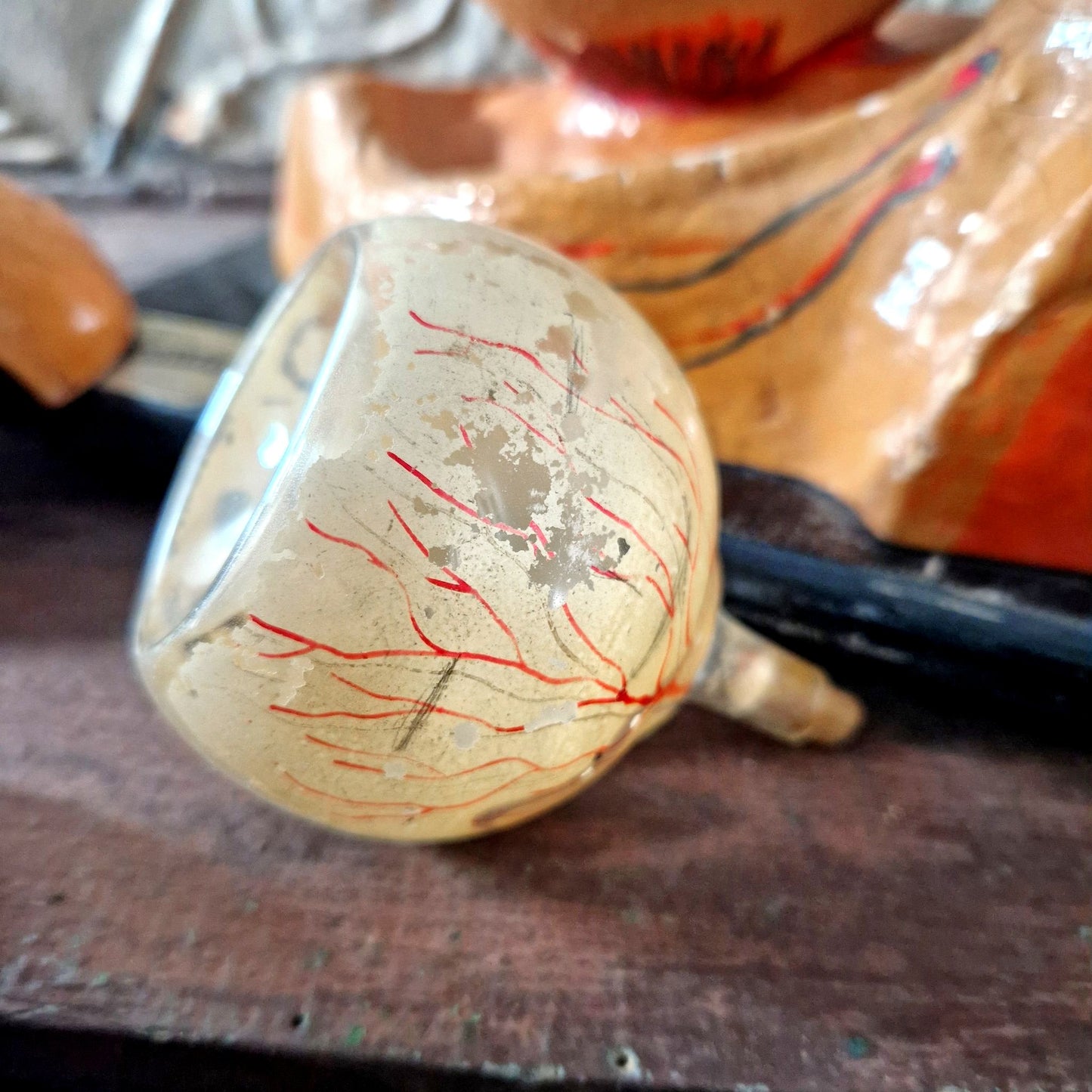 anatomical eye model dossray brussels