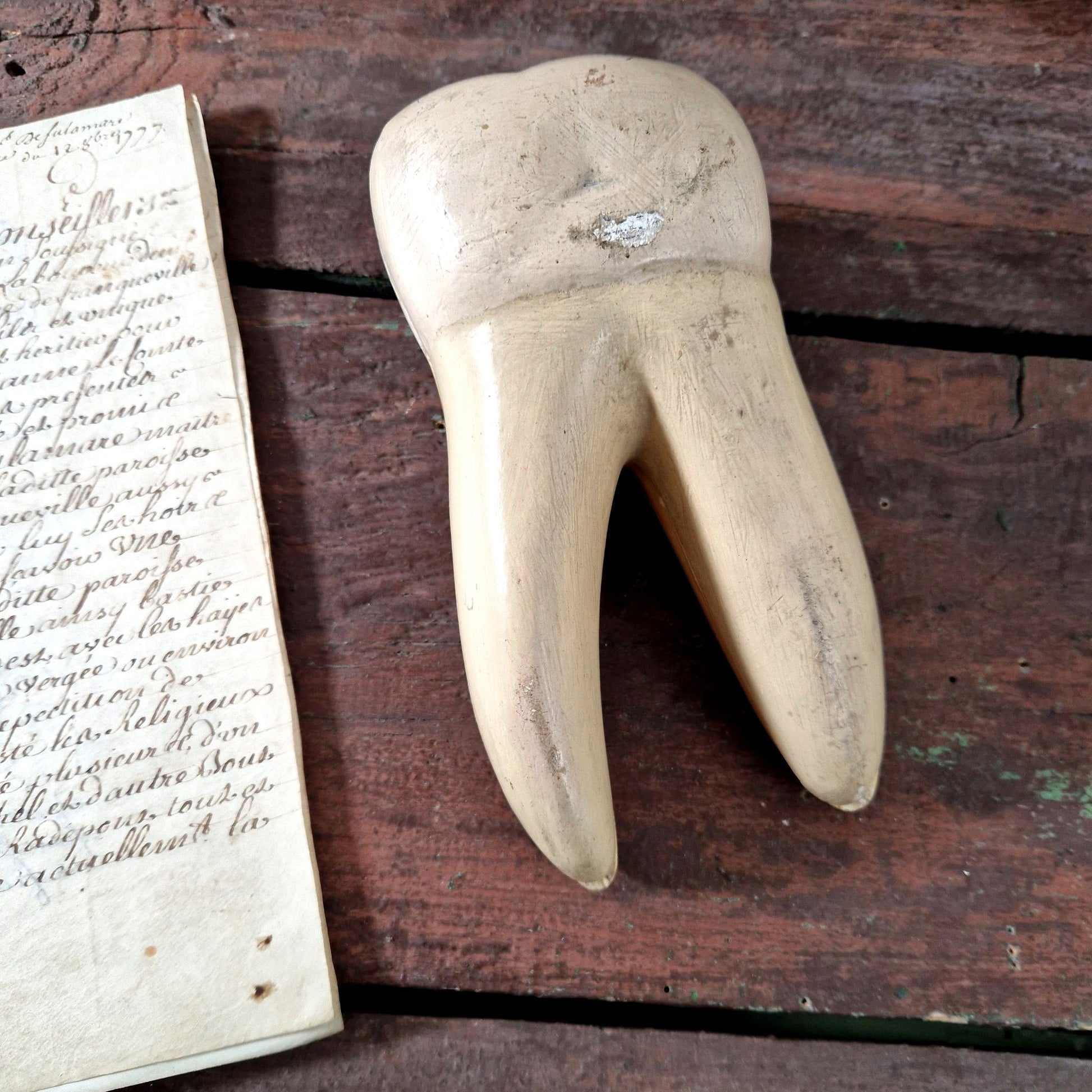 anatomical tooth model vintage fr