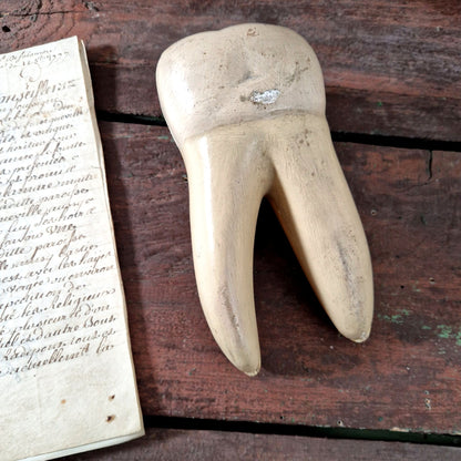 anatomical tooth model vintage fr
