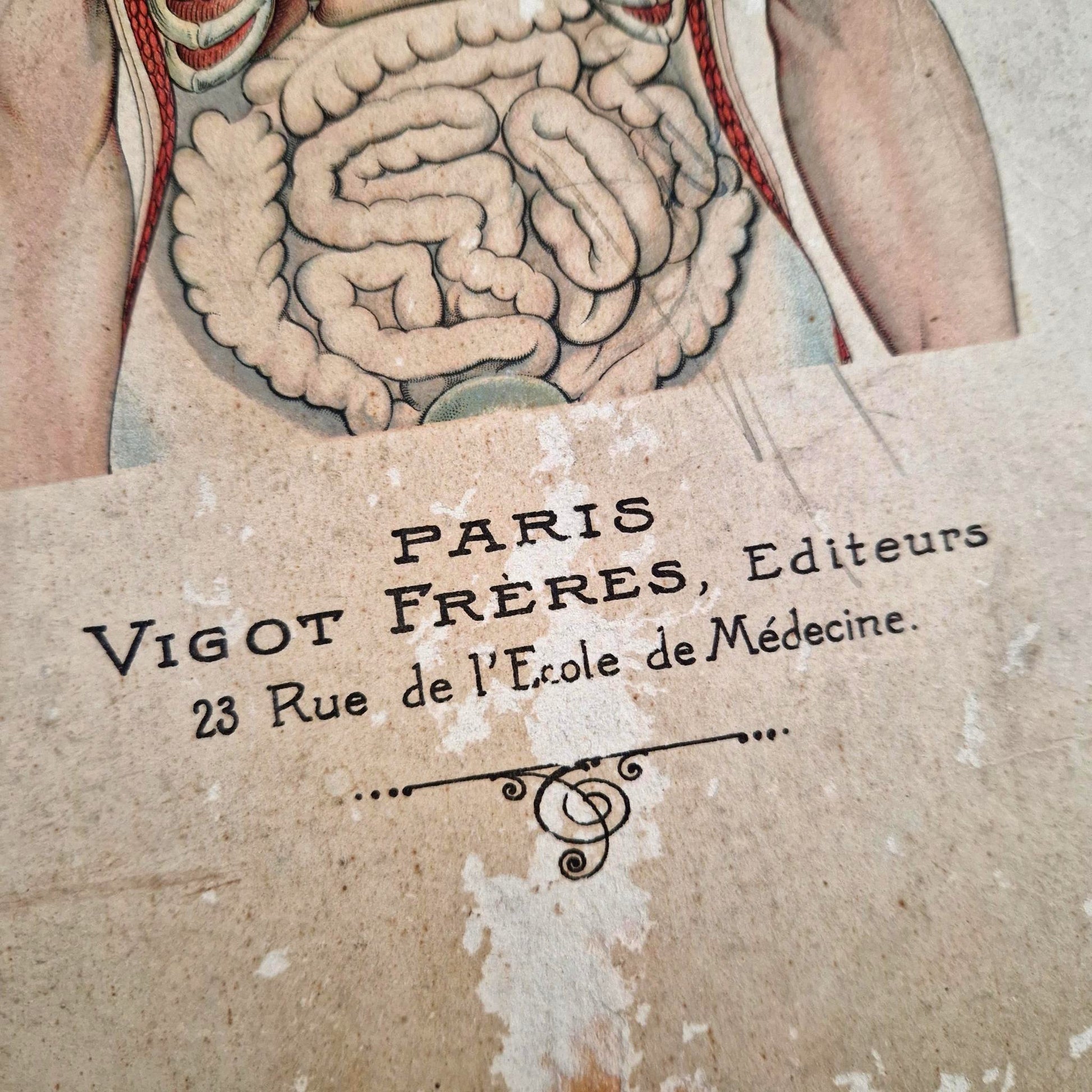 anatomie homme vigot paris