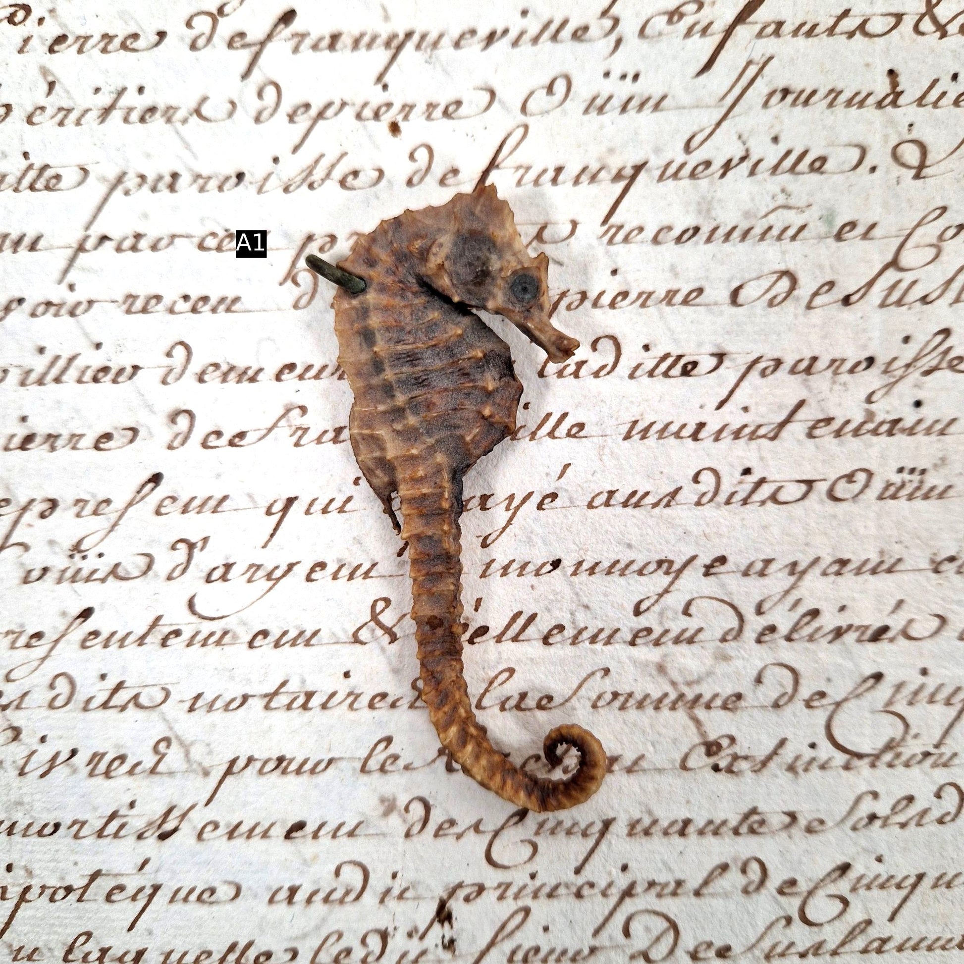 animal maritime séché décoration