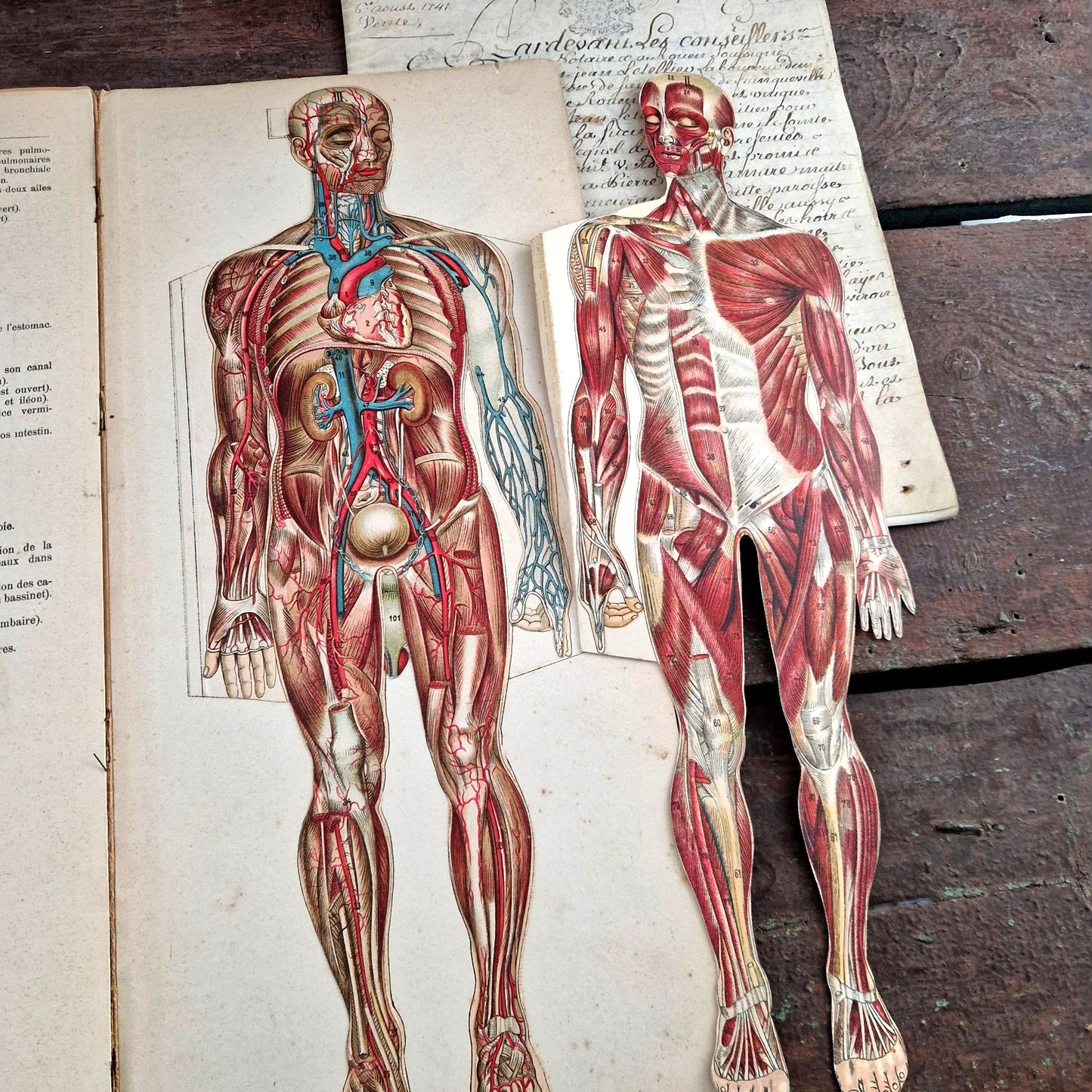 antique anatomy book dissection plates