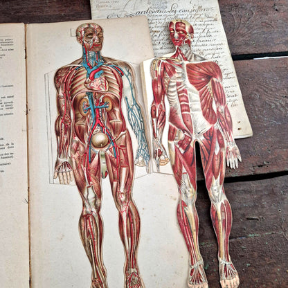 antique anatomy book dissection plates