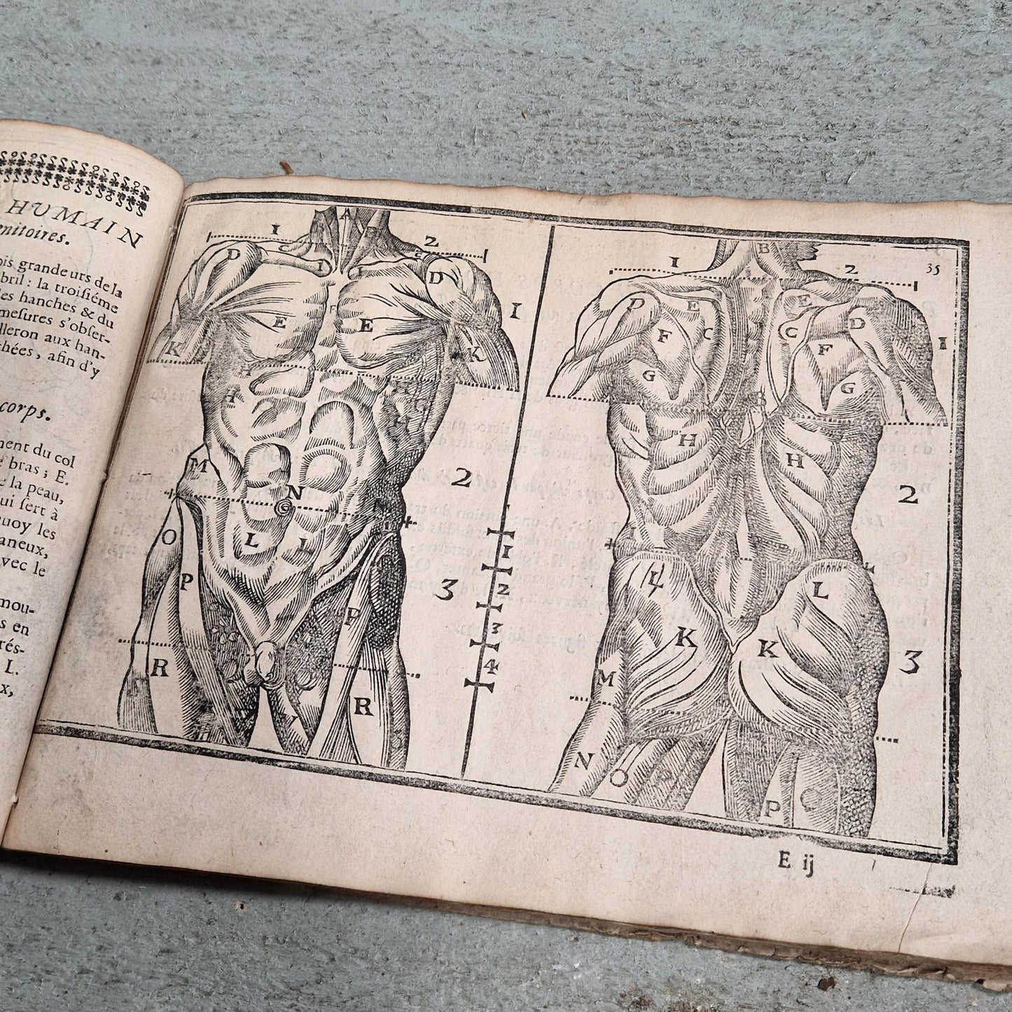 antique artists anatomy treatise