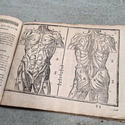 antique artists anatomy treatise
