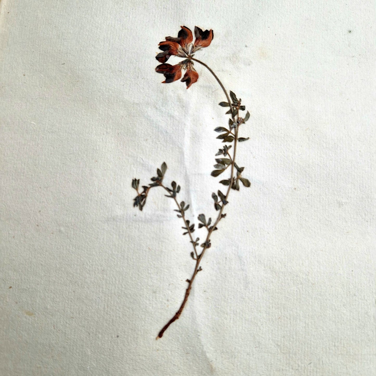 antique botanical handwritten herbarium