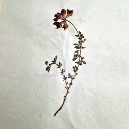 antique botanical handwritten herbarium