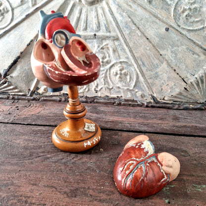 antique heart model anatomical france