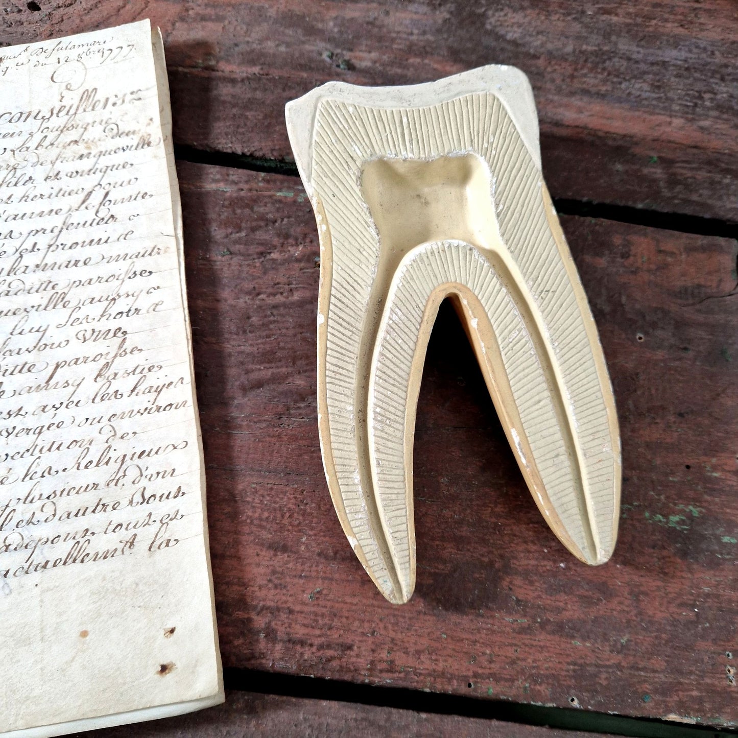 antique molar tooth model plaster